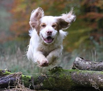 سگ کلامبر اسپانیل می‌تواند حیوان خانگی محبوب شما باشد