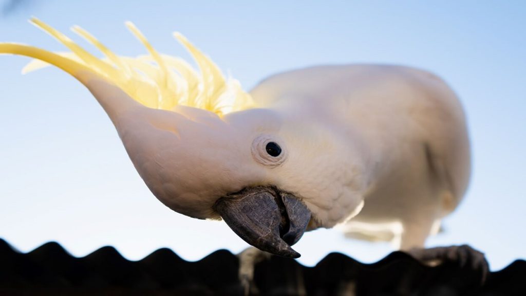 طوطی کاکادو؛ باهوش‌ترین پرنده خانگی