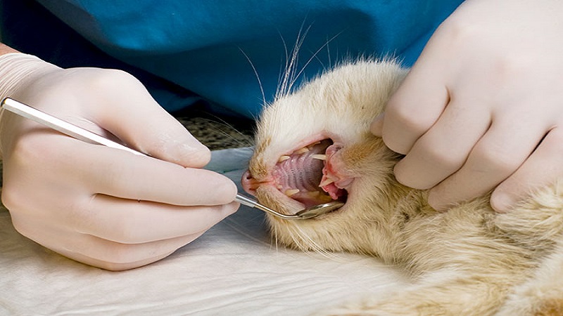 معاینه دندان گربه