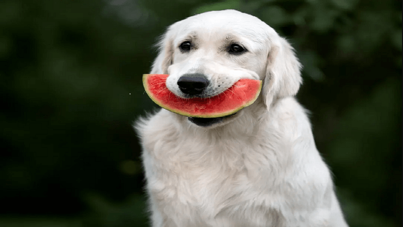 فایده هندوانه برای سگ