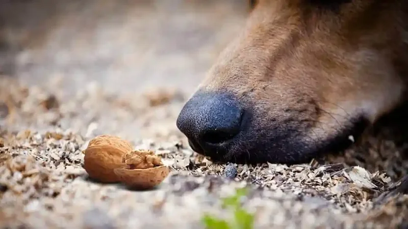 اقدام مناسب هنگام مصرف گردو توسط سگ