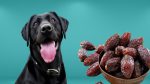 خرما برای سگ؛ آیا واقعاً مفید است؟