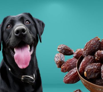 خرما برای سگ