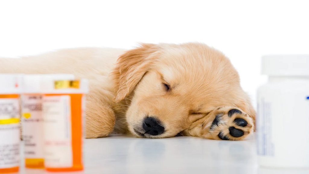 دلیل مصرف آنتی بیوتیک برای سگ