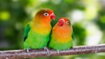 طوطی برزیلی (love bird)، کوچک‌ترین طوطی دنیا