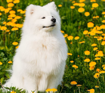 سگ نژاد سامویید