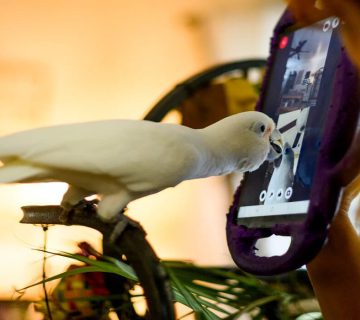 باهوش ترین پرندگان خانگی