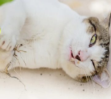گیاه سمی برای گربه
