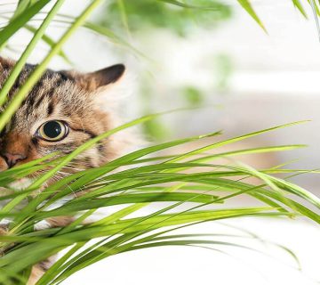 گیاهان مفید برای گربه