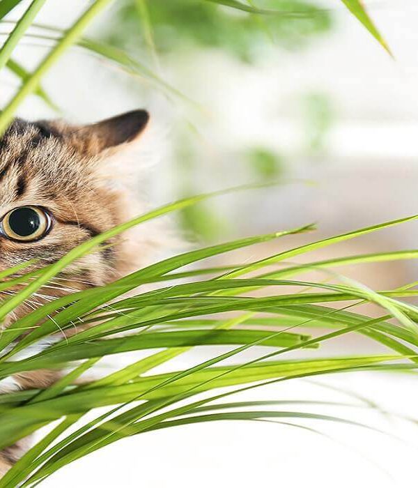 گیاهان مفید برای گربه