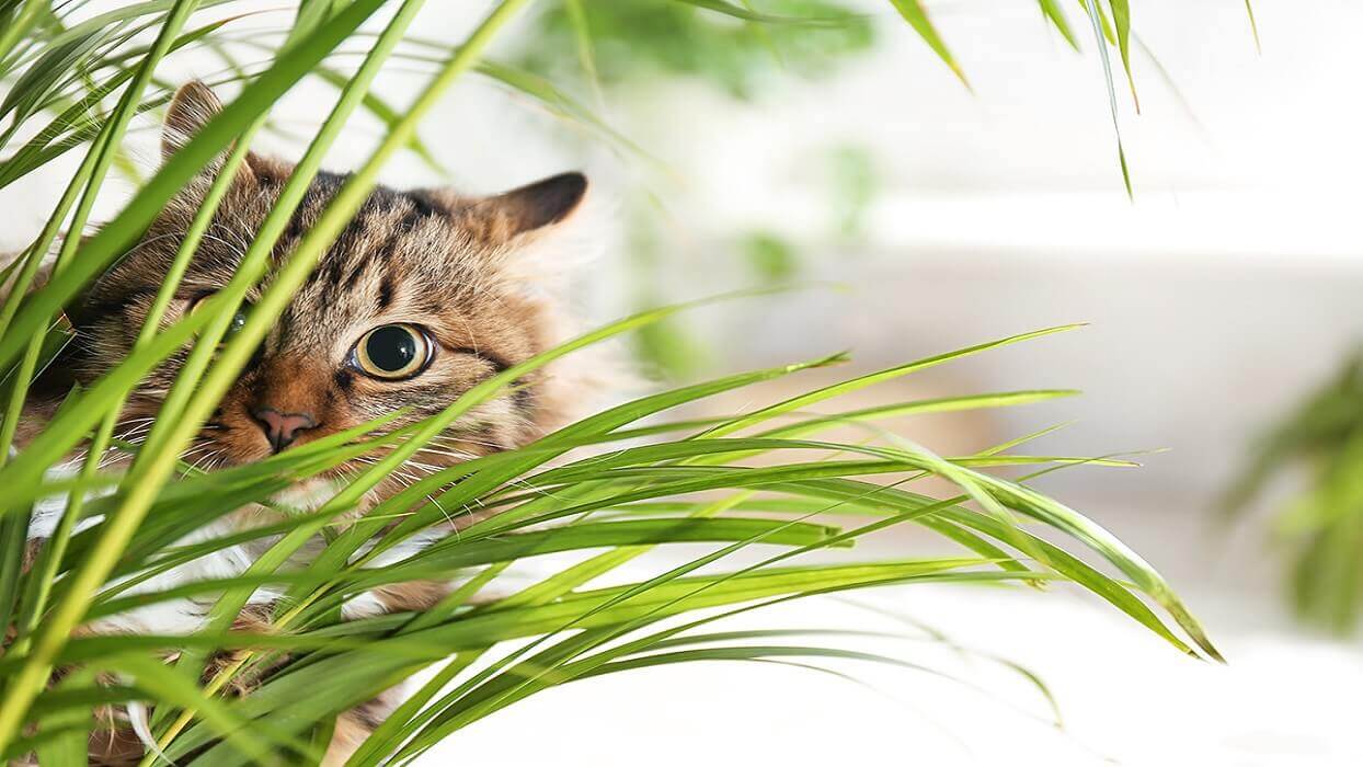 گیاهان مفید برای گربه