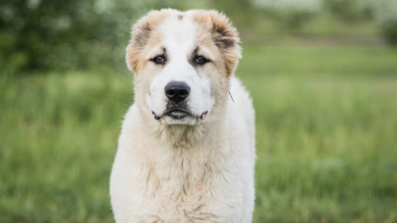 سگ آلابای به چه نژادهایی شبیه است؟