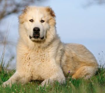 سگ نژاد آلابای پنج هزار سال وفاداری