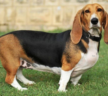 سگ باست هوند