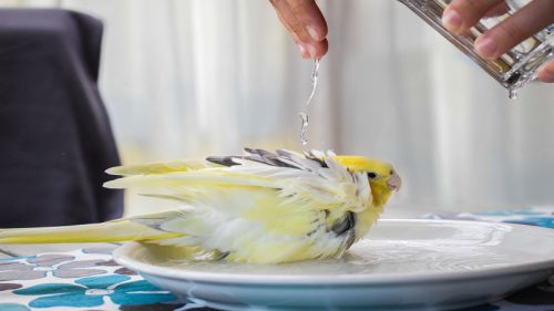 حمام کردن عروس هلندی ؛ آموزش گام به گام +نکات اساسی