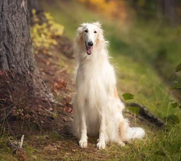 سگ برزوی ؛ نژادی که نجات پیدا کرد