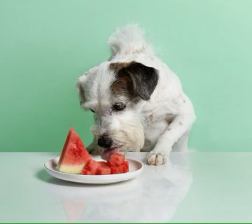 هندوانه برای سگ؛ خوب یا بد؟!