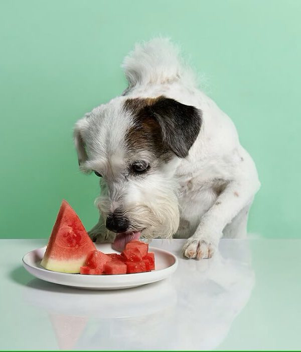 هندوانه برای سگ؛ خوب یا بد؟!