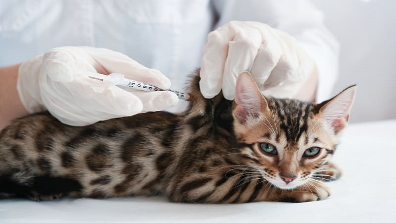 واکسن‌های گربه