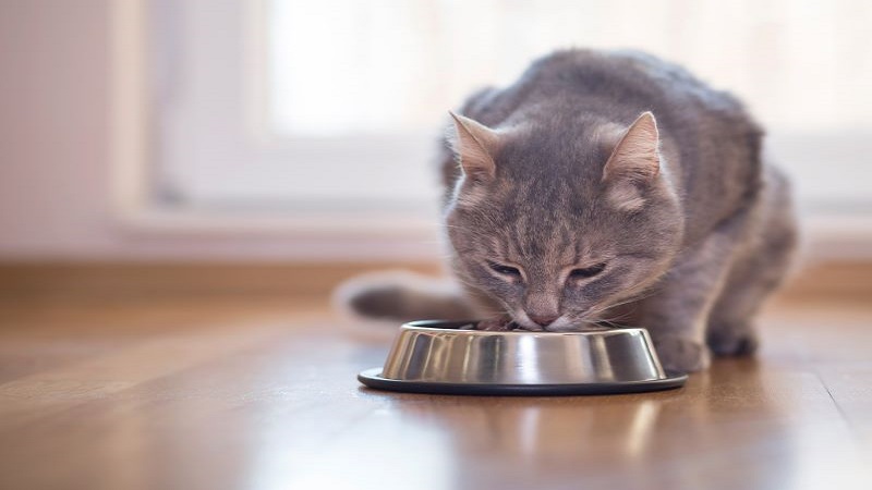 غذای خانگی مناسب برای گربه