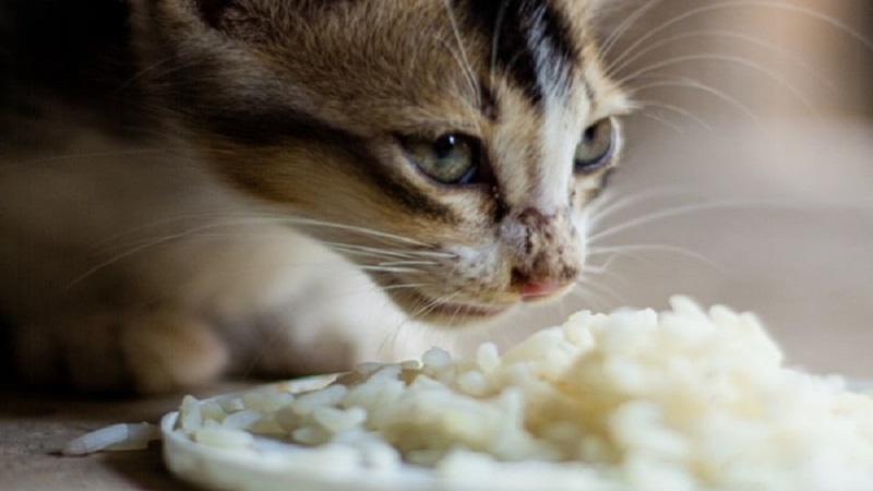 مرغ و برنج برای گربه