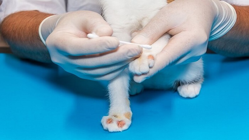 تشخیص قارچ پوستی در گربه‌ها