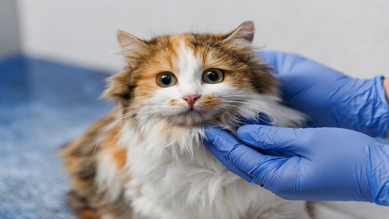معاینه گربه توسط دامپزشک