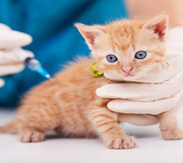 واکسیناسیون گربه