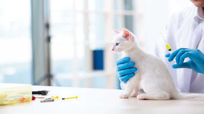 برنامه واکسیناسیون گربه