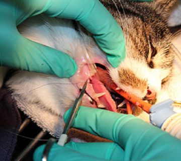 جرم‌گیری دندان گربه