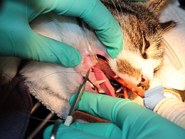 جرم‌گیری دندان گربه
