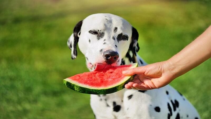 روش دادن هندوانه به سگ