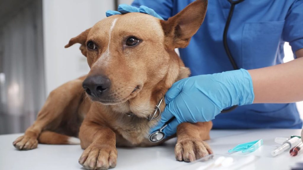 چند نکته در مورد آنتی بیوتیک برای سگ
