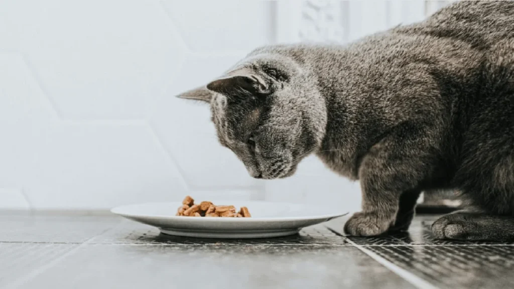 غذای خانگی با سویا برای گربه