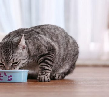 تغذیه گربه با غذای خانگی