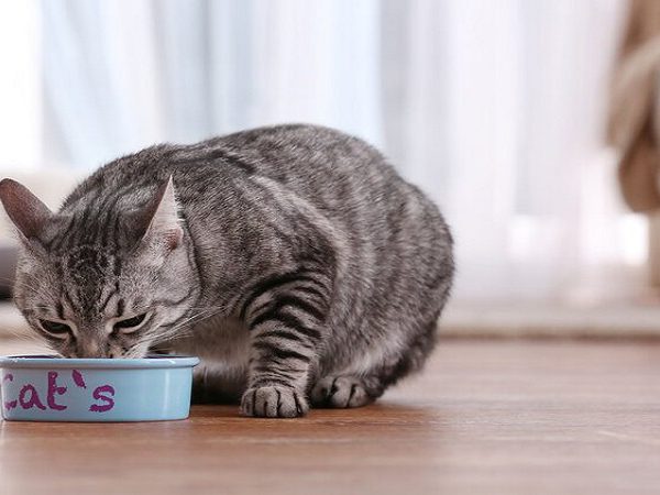 تغذیه گربه با غذای خانگی