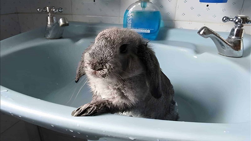 نحوه حمام کردن خرگوش