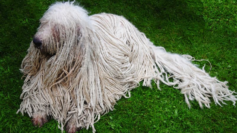 موهای طنابی شکل سگ کوموندور