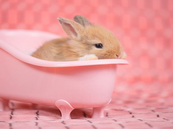 حمام کردن خرگوش