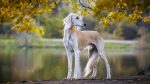 معرفی سگ سالوکی (سگ تازی)؛ راهنمای کاربردی و جامع