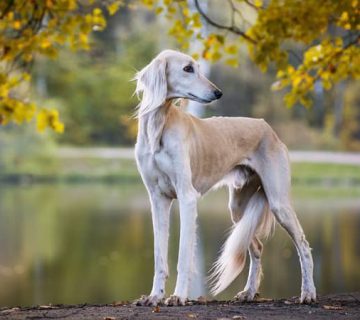 سگ سالوکی را با این سه صفت به یاد بیاورید؛ باوقار، اصیل، اشرافی