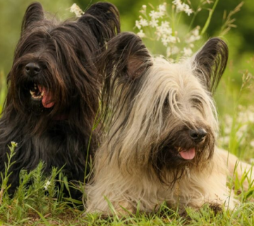 سگ اسکای تریر بهترین انتخاب برای اولین تجربه