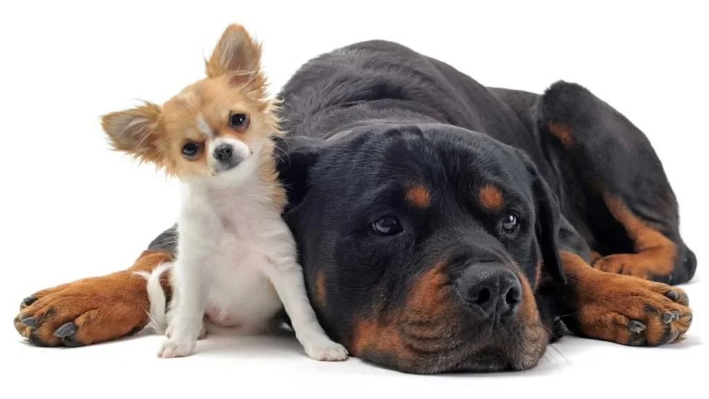 طول عمر نژادهای مختلف سگ