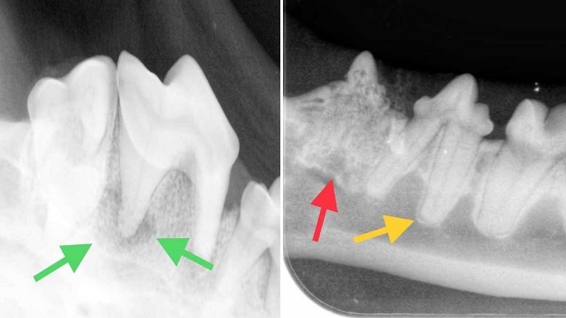 رادیوگرافی دندان گربه