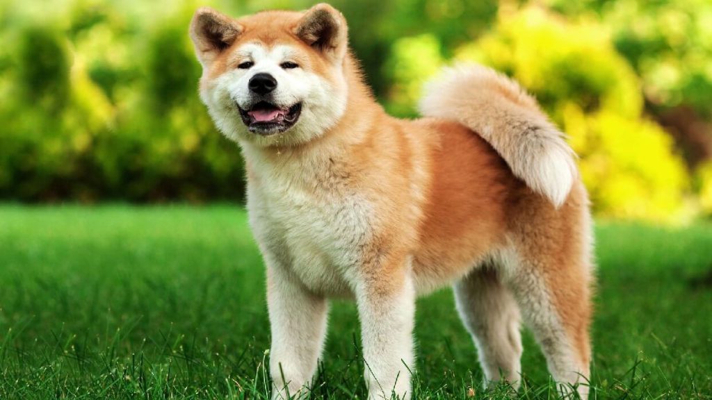 ظاهر سگ جاپانیز آکیتا اینو