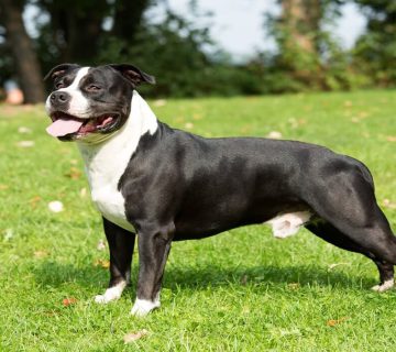 معرفی سگ آمریکن استافوردشایر تریر