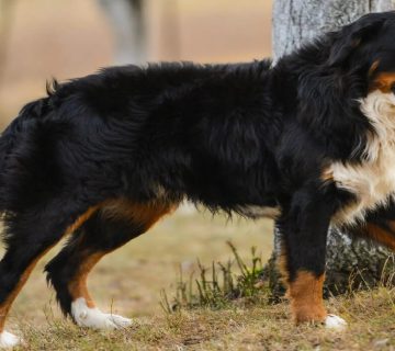 معرفی سگ برنس مانتن داگ