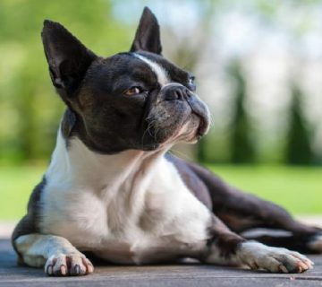 سگ نژاد بوستون تریر