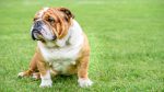 معرفی سگ بولداگ؛ کوتوله بدنساز و لجباز