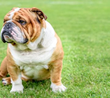 معرفی سگ بولداگ